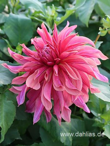 Penhill Dark Monarch